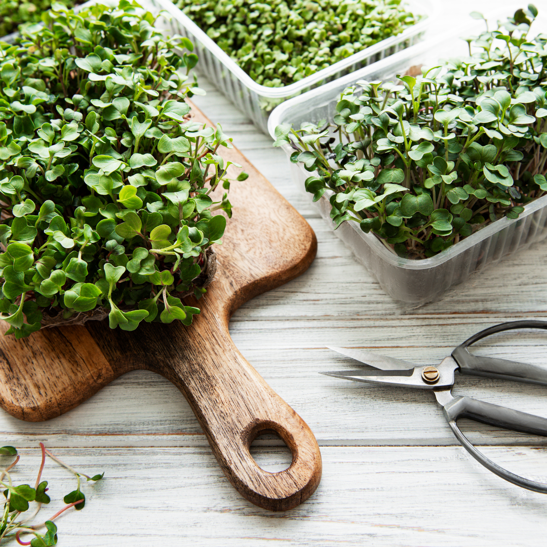 Stock photo of broccoli MIcrogreens from Middletown Microgreens serving Dayton and Middletown