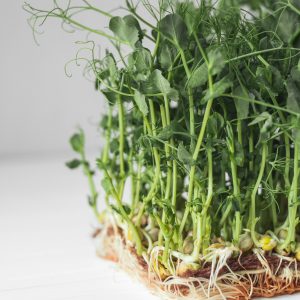 Fresh Pea Microgreens grown by Middletown Microgreens serving Dayton and Middletown