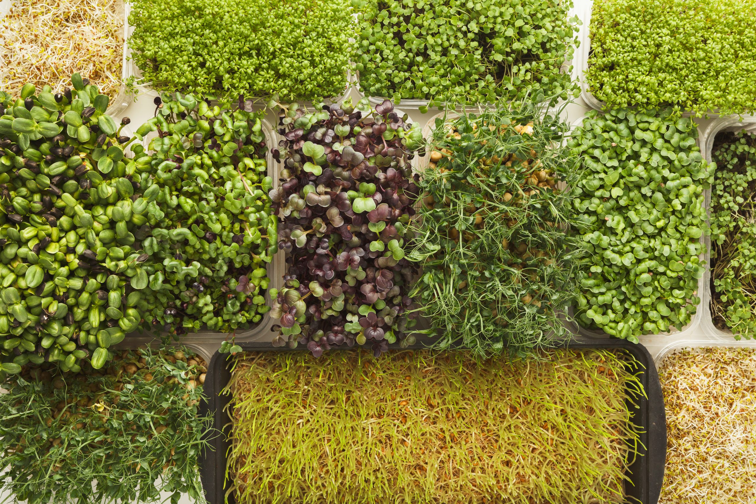 Pictured is a stock photo featuring varieties that can be found at Middletown Microgreens.