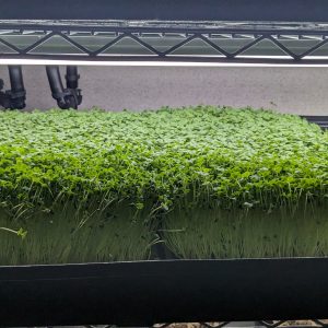 Fresh Broccoli Microgreens grown by Middletown Microgreens serving Dayton and Middletown.