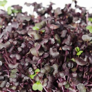 Pictured is Red Radish Microgreens, part of the Crunchy Mix, grown by Middletown Microgreens serving the Dayton and Middletown area.