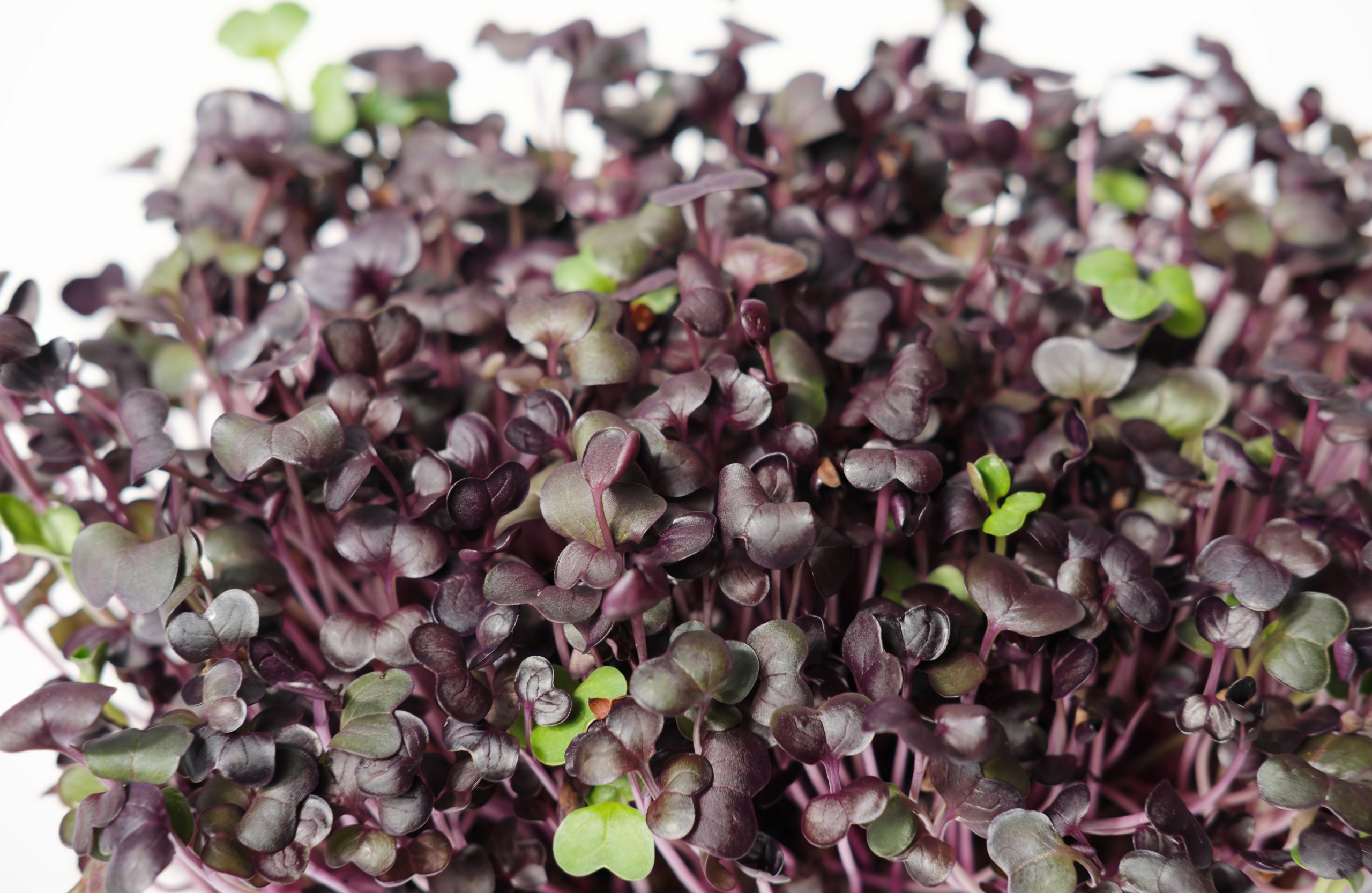 Pictured is Red Radish Microgreens, part of the Crunchy Mix, grown by Middletown Microgreens serving the Dayton and Middletown area.