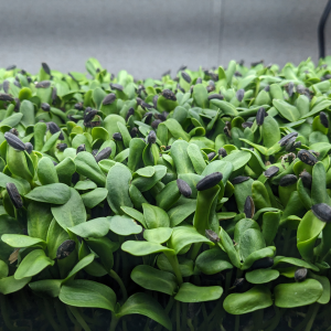 Fresh Sunflower Microgreens grown by Middletown Microgreens serving Dayton and Middletown.