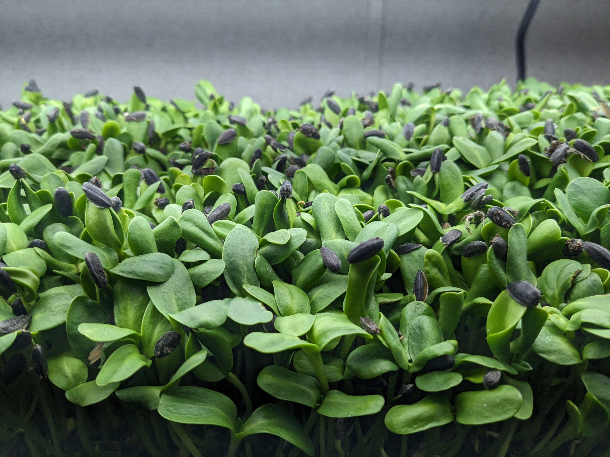 Fresh Sunflower Microgreens grown by Middletown Microgreens serving Dayton and Middletown.